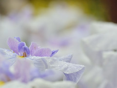 広大な菖蒲園の中で出会った一輪