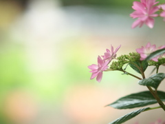 浜の神社の紫陽花三昧