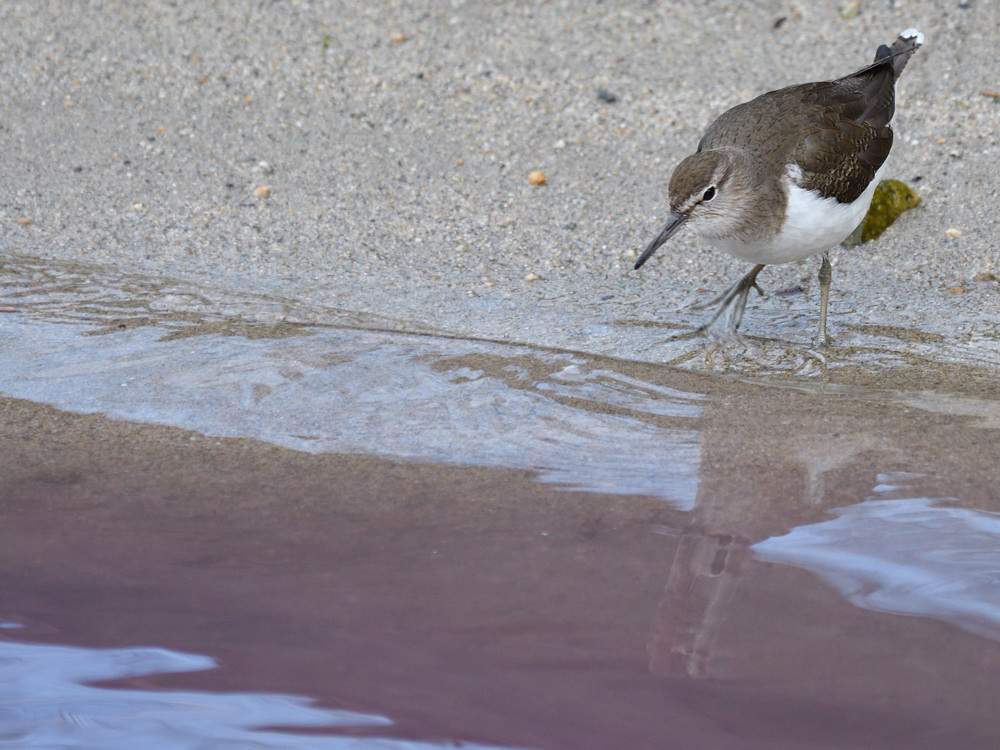 パープルリバー　①