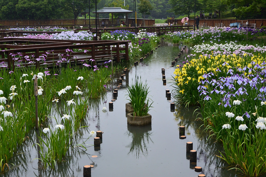 枚方市　山田池公園にて