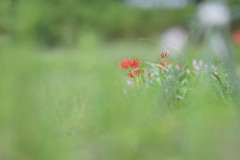 ゆるっと彼岸花
