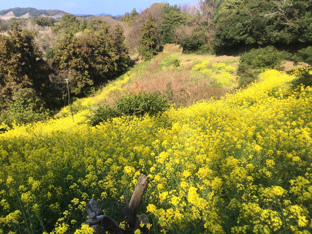 イエローワールド　④