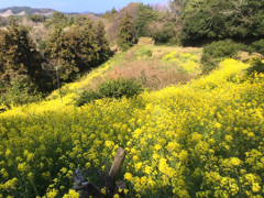 イエローワールド　④