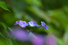 探鳥の合間の紫陽花鑑賞