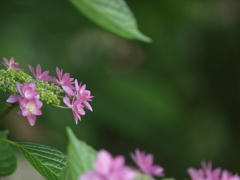 浜の神社の紫陽花三昧