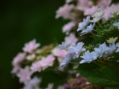 涼しげなな花色