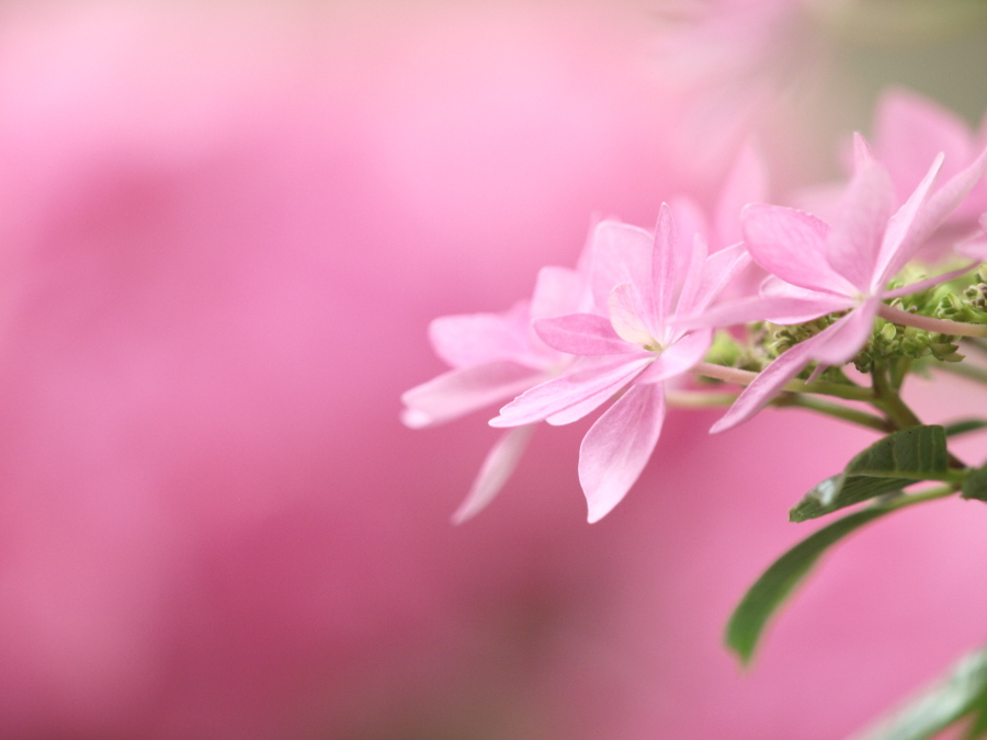 浜の神社の紫陽花三昧