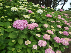 満開を想像しながら