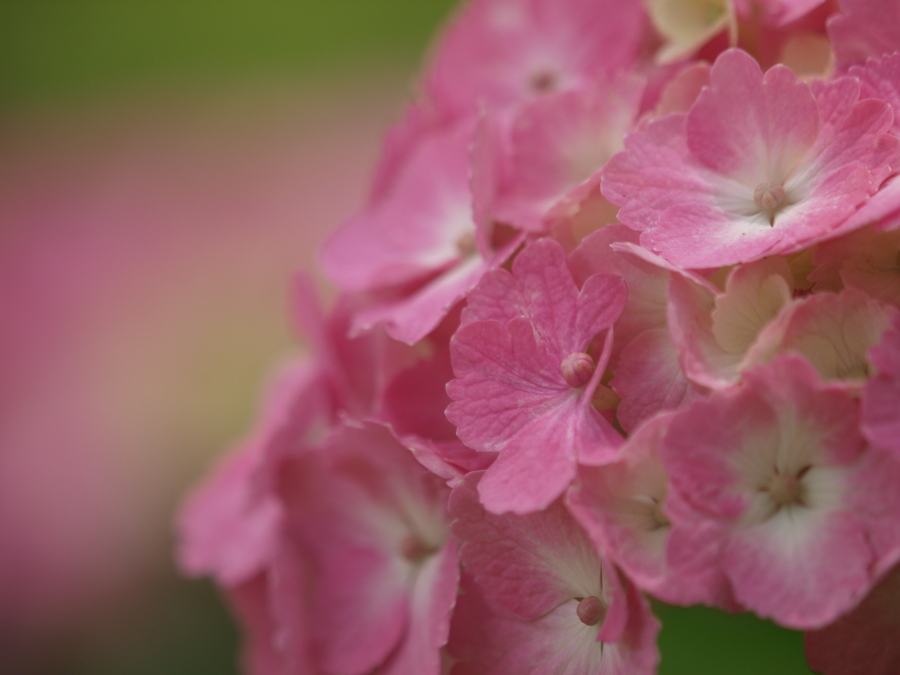 浜の神社の紫陽花三昧