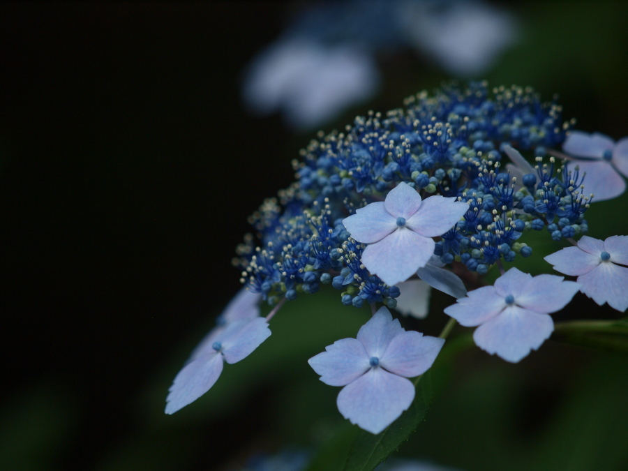 浜の神社の紫陽花三昧