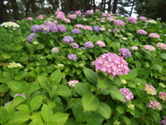 満開を想像しながら