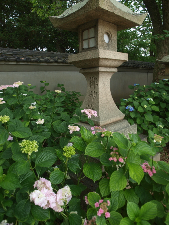 紫陽花に囲まれて　満開のときを見てみたい