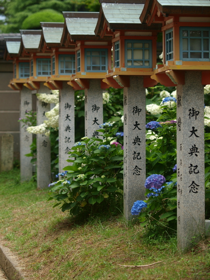浜の神社の紫陽花三昧