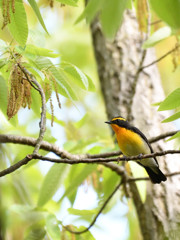 ちょっと遠くのキビタキ