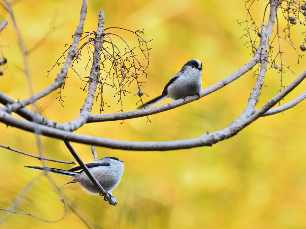 ベーシックバード　エナガ　①