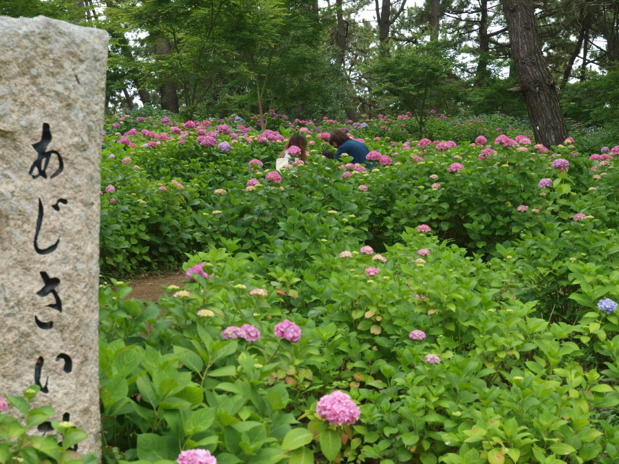 カップルで紫陽花鑑賞