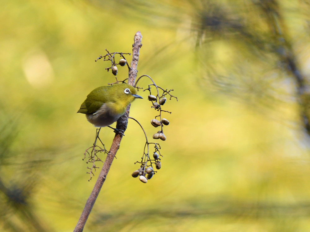 ベーシックバード　メジロ　①