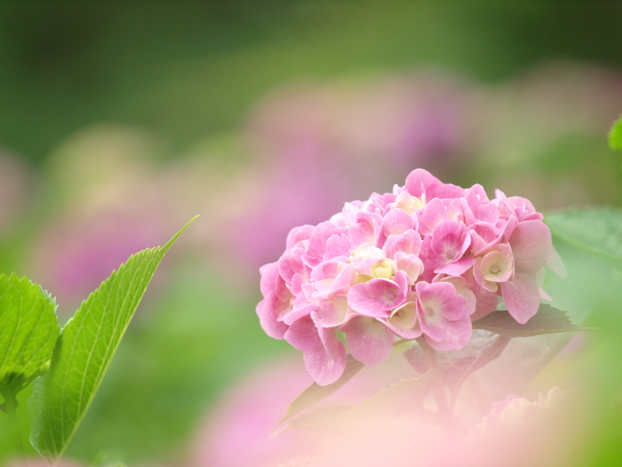 満開前の淡い花色