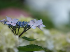 浜の神社の紫陽花三昧