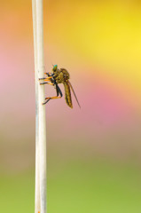 パステル背景　ピンク