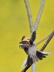 春色　ミヤマン④