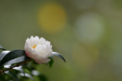 探鳥中の花一輪