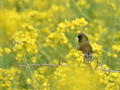 春色　カワラヒワ⑤