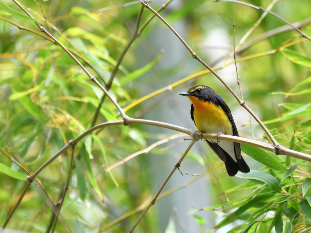 竹林のキビタキ