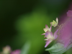浜の神社の紫陽花三昧