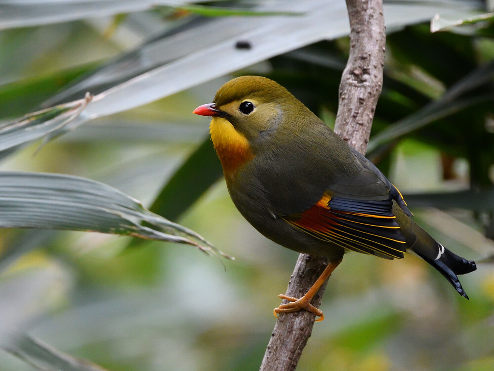 外来種　ソウシチョウ　③