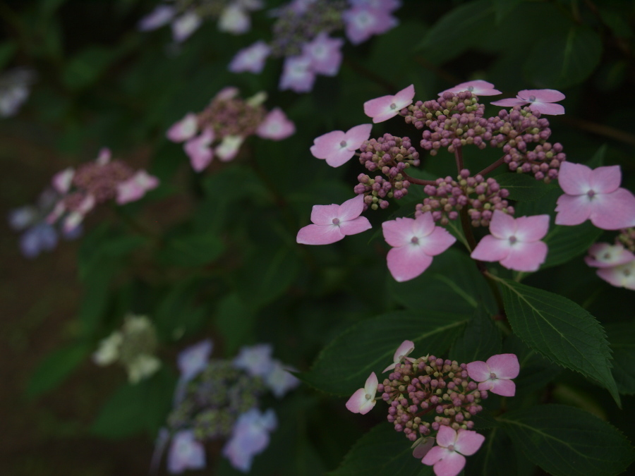 標準ズームにて