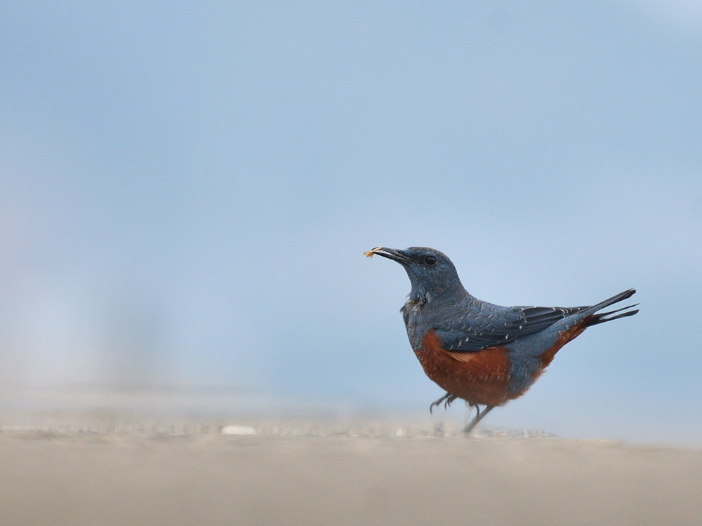 片足のイソヒヨ　３