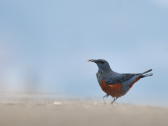 片足のイソヒヨ　３