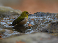 鳥さん露天風呂　⑤