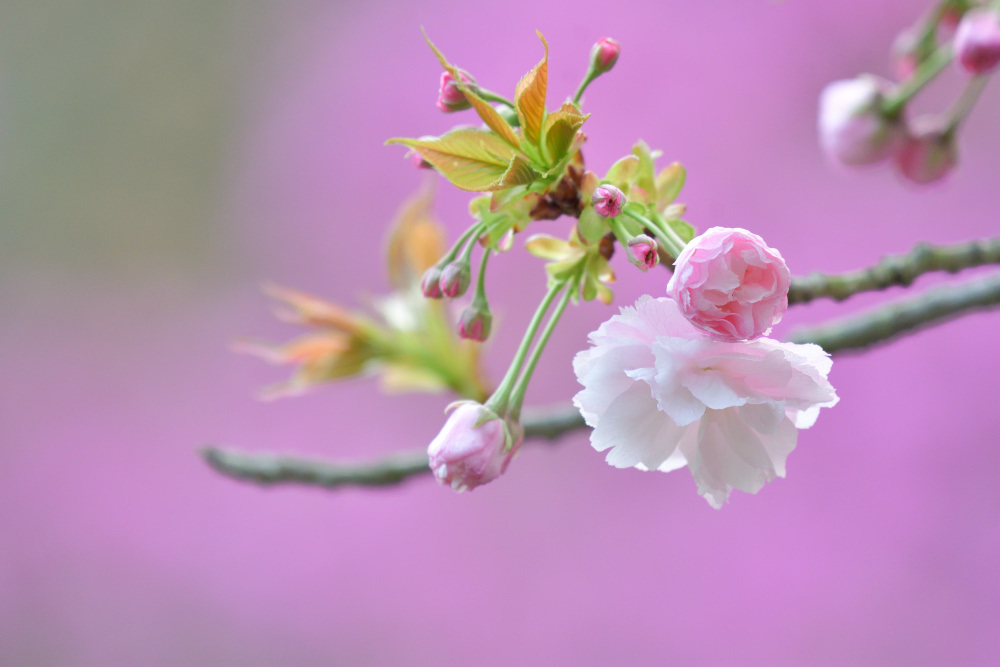 ピンク背景にピンクの八重桜 by キラキラくれぷぅ （ID：8610828 