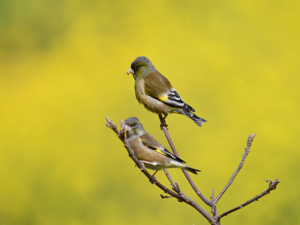 春色　カワラヒワ③