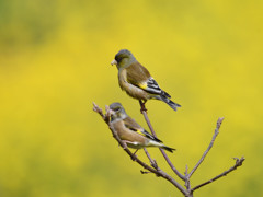 春色　カワラヒワ③