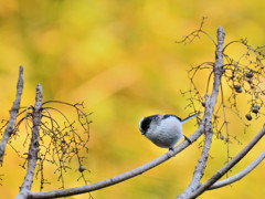 ベーシックバード　エナガ　②