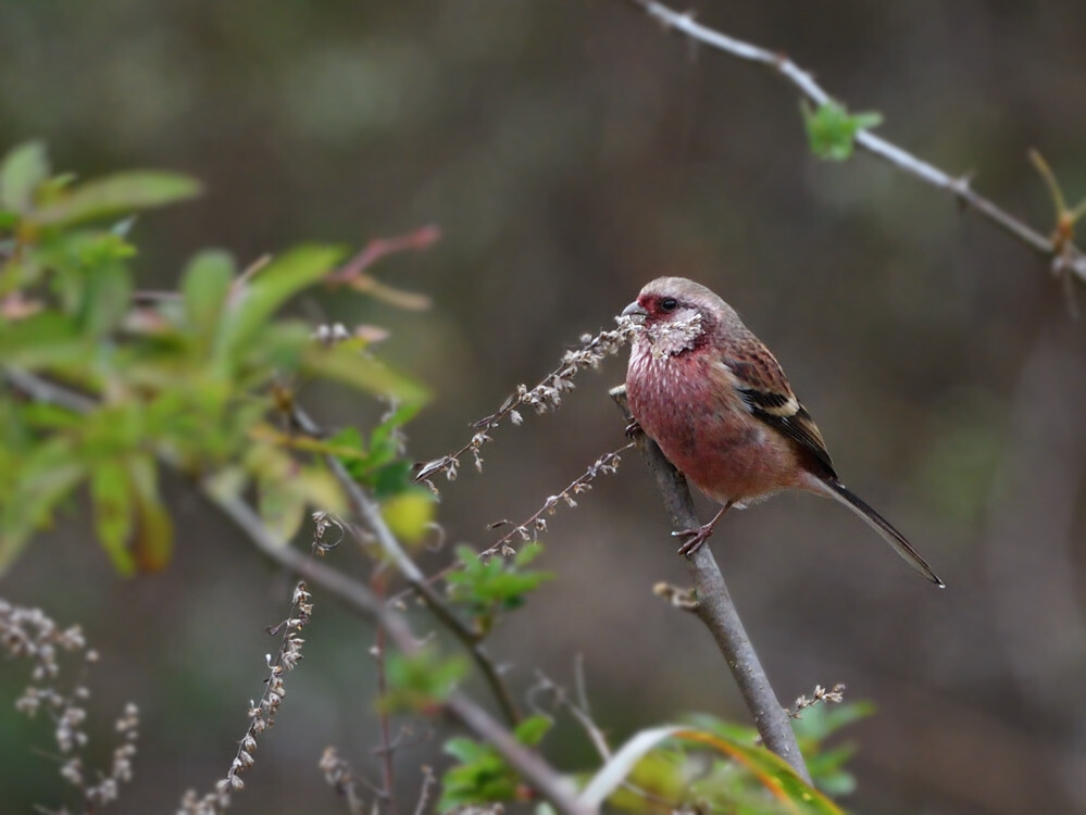 2019 12 21　出会った鳥さん④