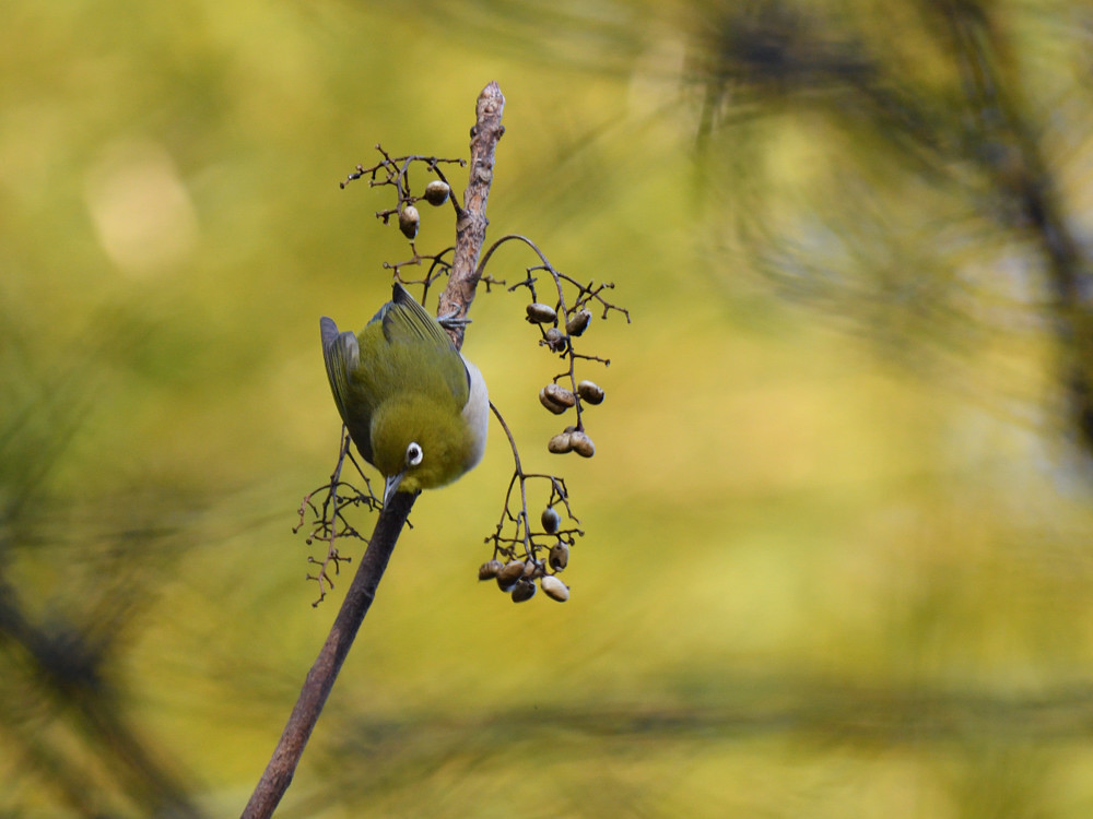 ベーシックバード　メジロ　②