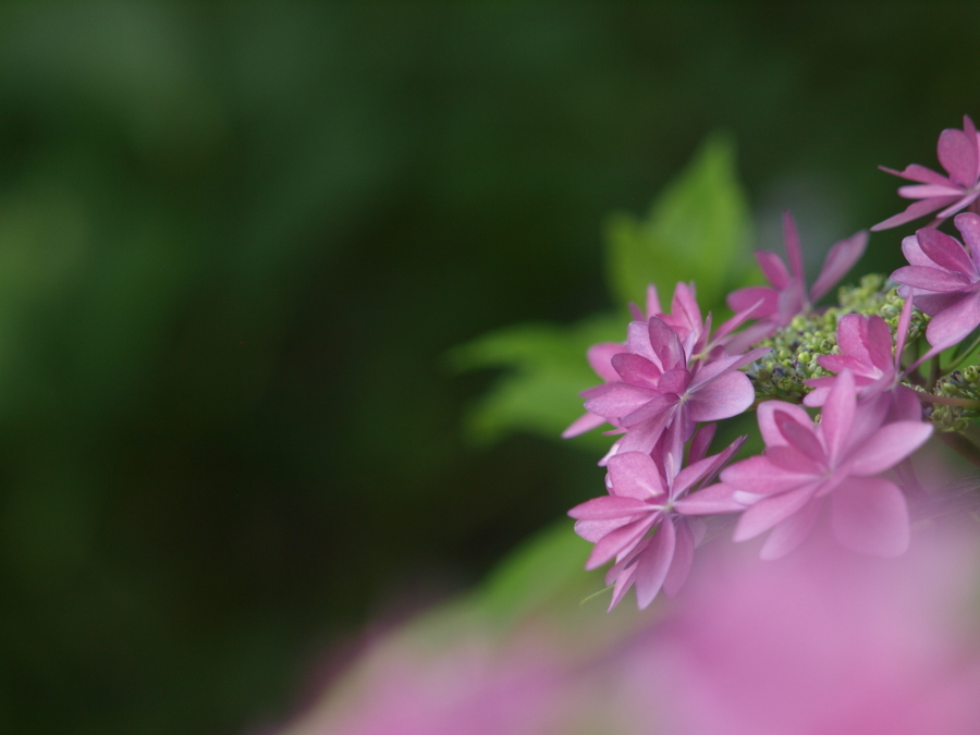 浜の神社の紫陽花三昧
