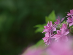 浜の神社の紫陽花三昧