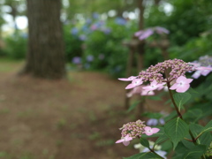 標準ズームにて