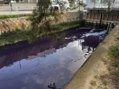 パープルリバー　⑤