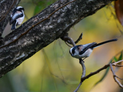 ちょっと妖陰な雰囲気で