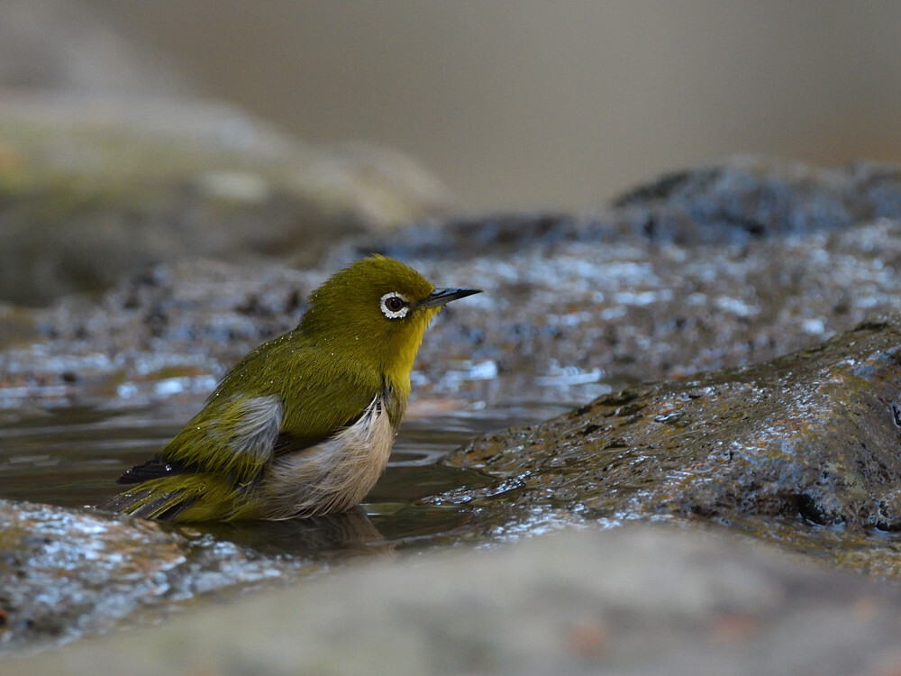 鳥さん露天風呂　⑦