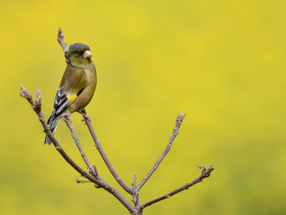 春色　カワラヒワ②