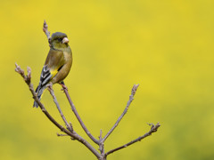 春色　カワラヒワ②