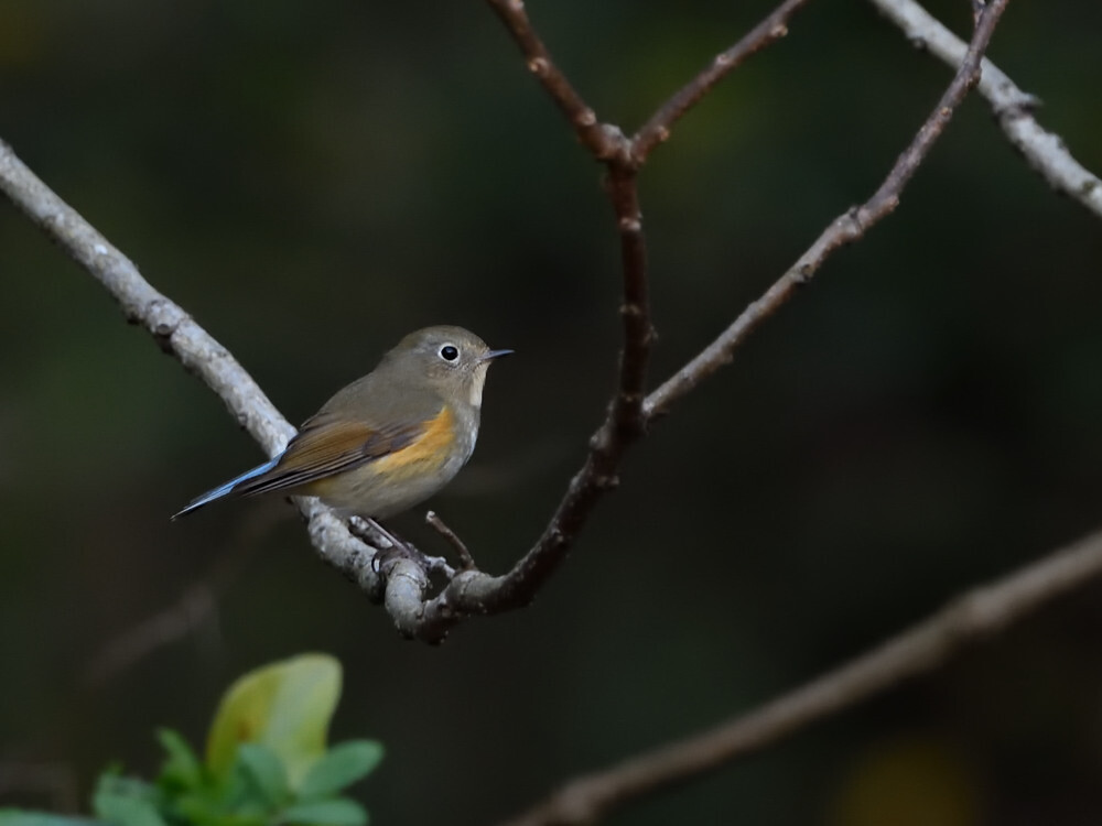 2019 12 14 の鳥さん④