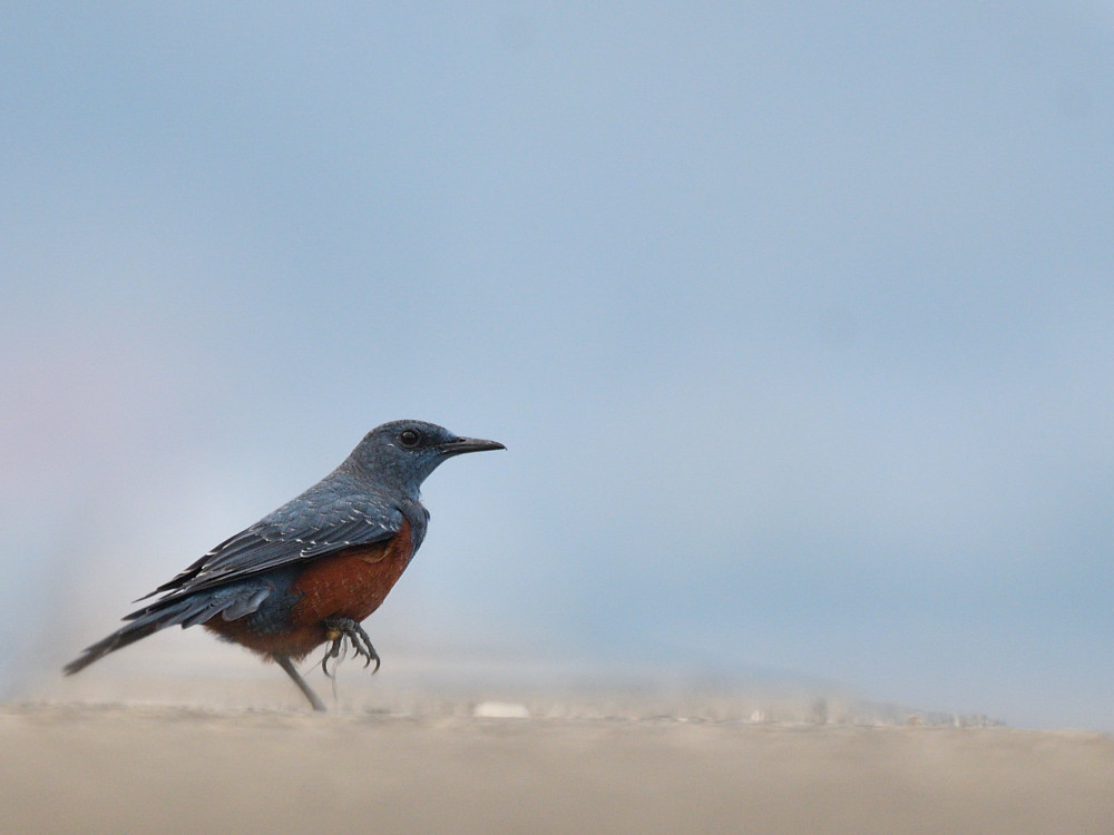 片足のイソヒヨ　２